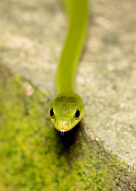 香港最毒的蛇|所有蛇類 — HongKongSnakeID.com